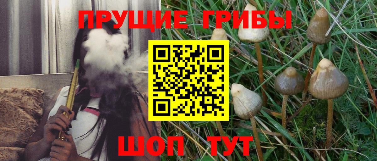 Псилоцибиновые грибы GOLDEN TEACHER Сатка